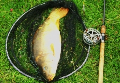 Typical Bradley Green carp caught on very simple tactics in the margins. 2013.